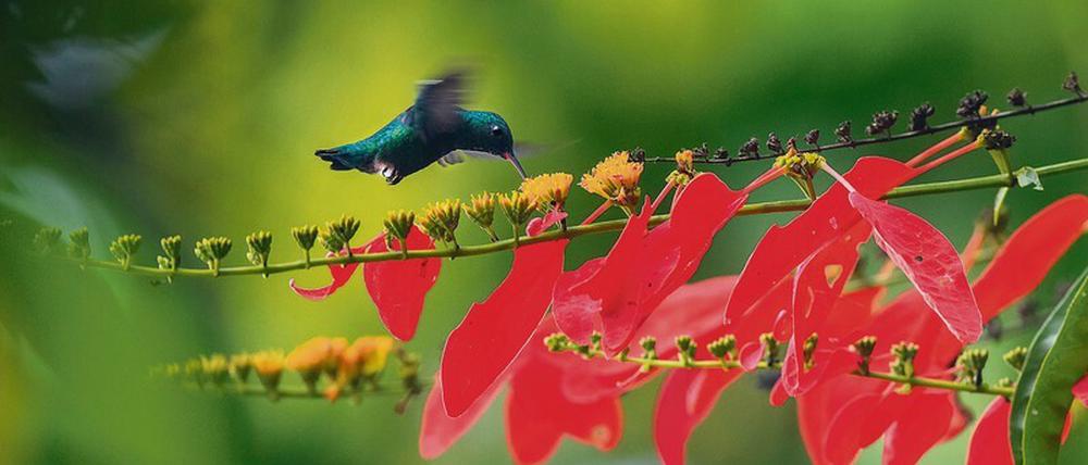 Ein Blaukinn-Smaragdkolibri bestäubt Blüten am Caquetá-Fluss im kolumbianischen Nationalpark Cahuinarí.