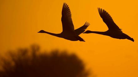 Zwei Schwäne fliegen über einem Feld im Oderbruch unweit der brandenburgischen Ortschaft Sachsendorf.