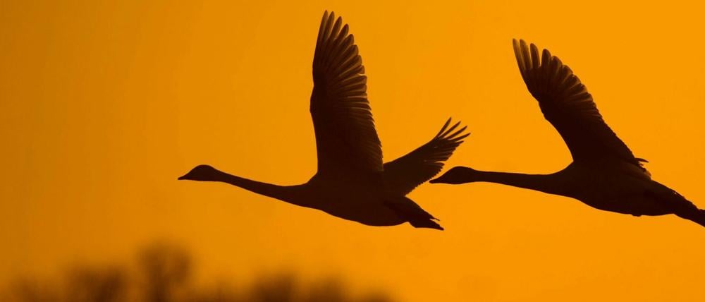 Zwei Schwäne fliegen über einem Feld im Oderbruch unweit der brandenburgischen Ortschaft Sachsendorf.