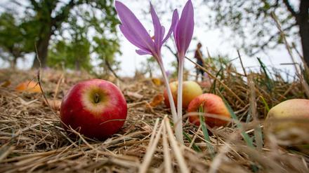 A Herbstzeitlose a day...? Sicher nicht. Doch genau dosiert könnte Colchizin, das extrem gefährliche Gift der Pflanze, bei Covid-19 wirksam sein. (Archivbild von 2018)
