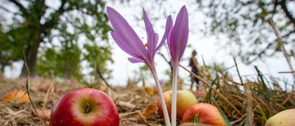 A Herbstzeitlose a day...? Sicher nicht. Doch genau dosiert könnte Colchizin, das extrem gefährliche Gift der Pflanze, bei Covid-19 wirksam sein. (Archivbild von 2018)