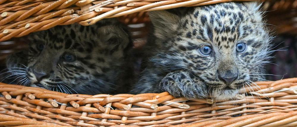 Nanu, was ist denn da los? Leopardentypisch haben die Jungtiere ihre ersten Wochen völlig ungestört in der Wurfhöhle verbracht und beginnen nun, ihre Umgebung und auch das Außengehege zu erkunden.