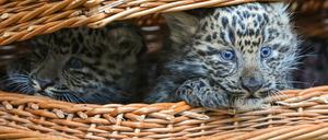 Nanu, was ist denn da los? Leopardentypisch haben die Jungtiere ihre ersten Wochen völlig ungestört in der Wurfhöhle verbracht und beginnen nun, ihre Umgebung und auch das Außengehege zu erkunden.
