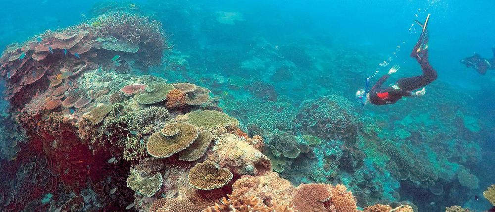 Das Great Barrier Riff hat wegen steigender Wassertemperaturen bereits die Hälfte seiner Korallen verloren.