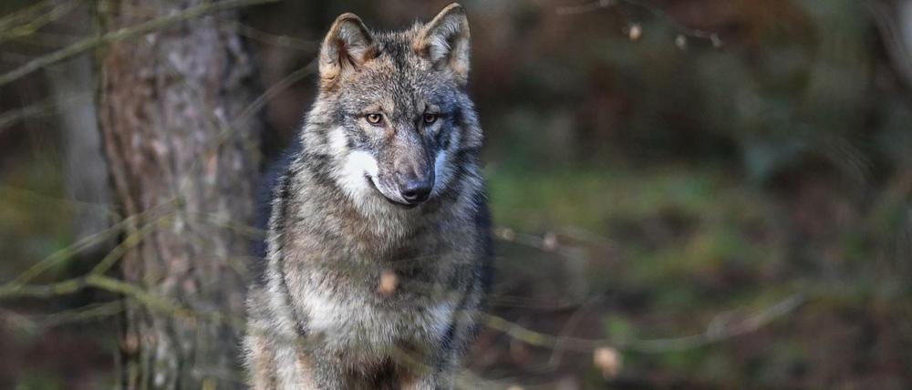 In Brandenburg dürfen sogenannte "Problemwölfe" nun erlegt werden.