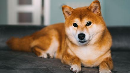 Bilder von Shiba Inu-Hunden inspirierten das Doge-Meme.