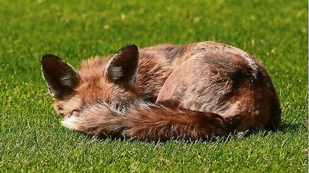 Flauschig. Der Fuchs am Schloss Bellevue trägt künftig den Namen eines ehemaligen Bundespräsidenten.