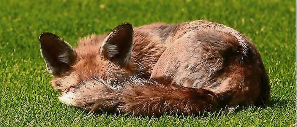 Flauschig. Der Fuchs am Schloss Bellevue trägt künftig den Namen eines ehemaligen Bundespräsidenten.