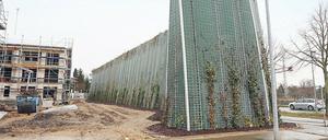 Gegen den Pegel. Die Mauer soll irgendwann wie eine große Hecke aussehen.