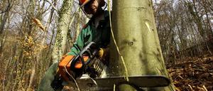 Im Winter werden vielerorts Fälllarbeiten vorgenommen. In Pankow hat das zu Protesten geführt.