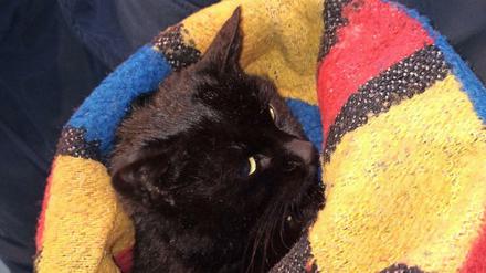 Die Katze hatte offenbar mehrere Stunden festgehangen. Nun sucht ein Tierheim nach ihrem Besitzer.