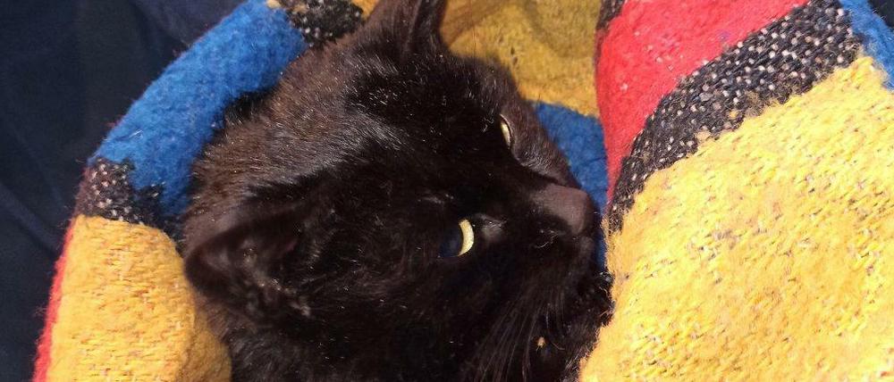Die Katze hatte offenbar mehrere Stunden festgehangen. Nun sucht ein Tierheim nach ihrem Besitzer.