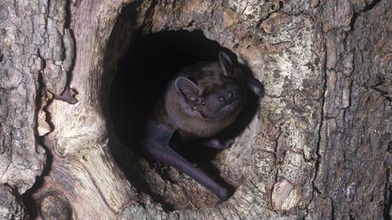 Der Große Abendsegler steht auf der roten Liste der gefährdeten Arten.