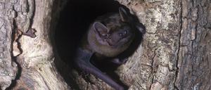 Der Große Abendsegler steht auf der roten Liste der gefährdeten Arten.