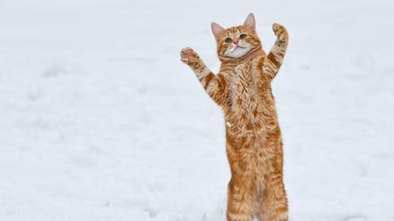 Spaß im Schnee: Wir haben die besten Tipps für Sie gesammelt.