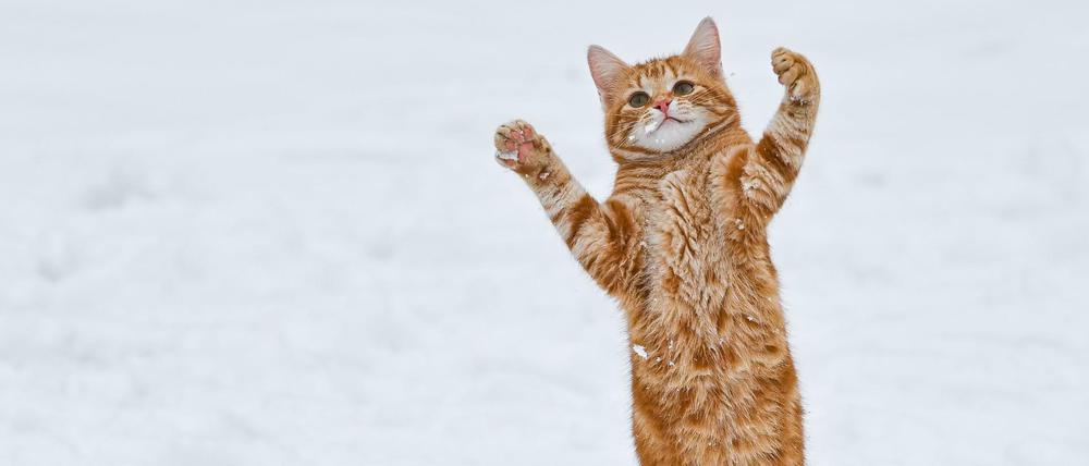 Spaß im Schnee: Wir haben die besten Tipps für Sie gesammelt.