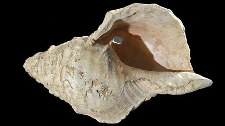Vor mehr als 17.000 Jahren bauten Steinzeitmenschen aus einer 31 Zentimeter langen Schale einer Tritonschnecke ein Blasinstrument, das einem Waldhorn ähnelte.