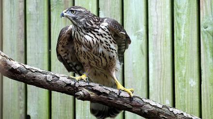 Ein Habicht, aufgenommen in der Nabu-Wildvogelstation im Forsthaus Wuhletal in Berlin.