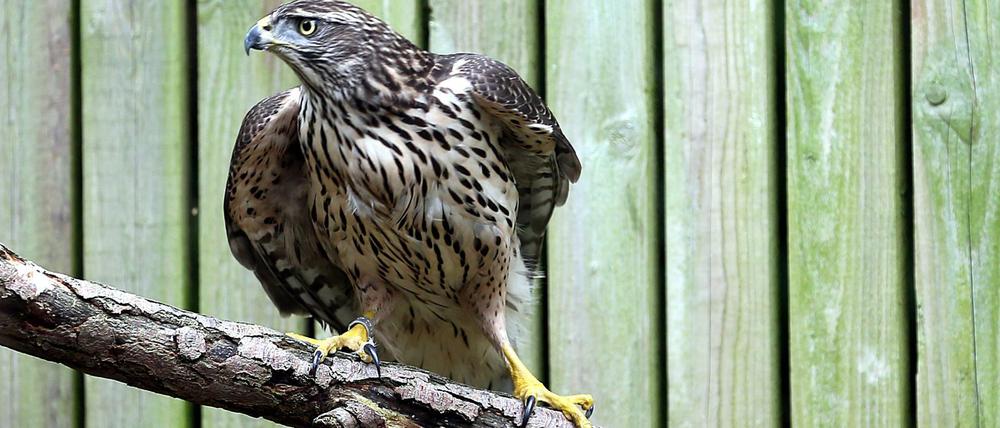 Ein Habicht, aufgenommen in der Nabu-Wildvogelstation im Forsthaus Wuhletal in Berlin.