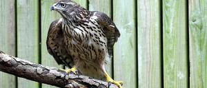 Ein Habicht, aufgenommen in der Nabu-Wildvogelstation im Forsthaus Wuhletal in Berlin.