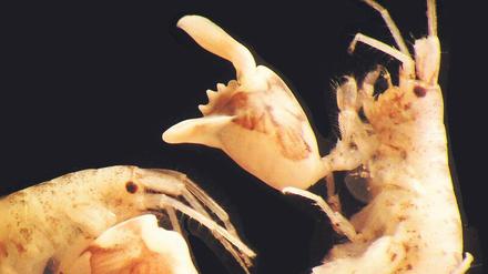 Schnellster Schnapper im Wasser: Nur so klein wie ein Sonnenblumenkern schnappt der Flohkrebs Dulichiella appendiculata 10 000 mal schneller zu, als das menschliche Auge blinken kann. 
