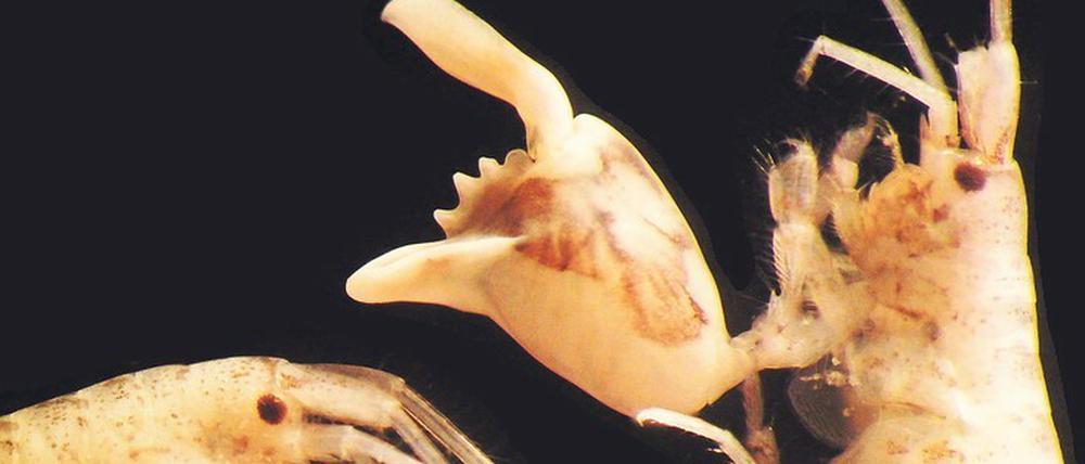 Schnellster Schnapper im Wasser: Nur so klein wie ein Sonnenblumenkern schnappt der Flohkrebs Dulichiella appendiculata 10 000 mal schneller zu, als das menschliche Auge blinken kann.