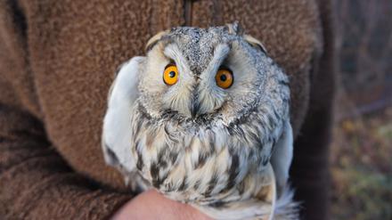 Eine Waldohreule in einer Wildvogelstation. 