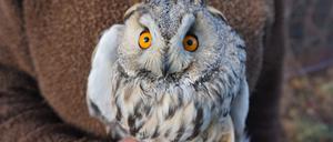 Eine Waldohreule in einer Wildvogelstation. 
