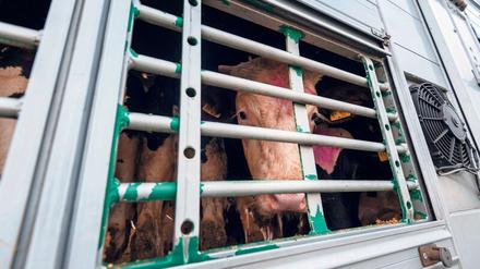 Offiziell müssen Tiertransportunternehmen nach spätestens 29 Stunden ihre Fahrt für einen Tag unterbrechen. Ob das wirklich passiert, kontrolliert allerdings niemand.