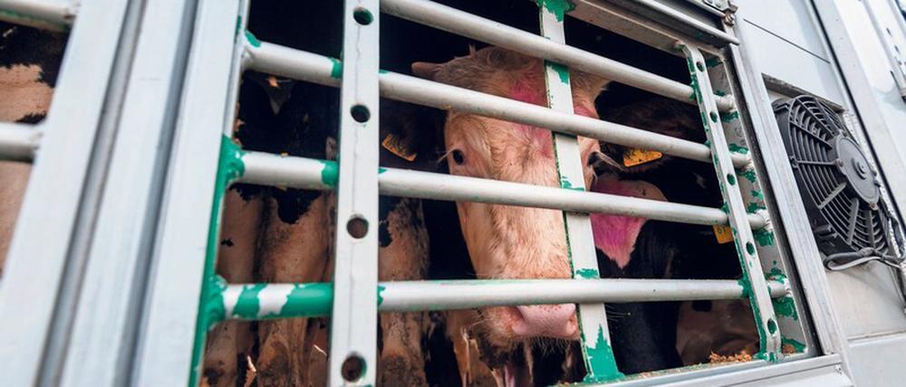 Offiziell müssen Tiertransportunternehmen nach spätestens 29 Stunden ihre Fahrt für einen Tag unterbrechen. Ob das wirklich passiert, kontrolliert allerdings niemand. 