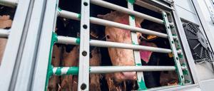 Offiziell müssen Tiertransportunternehmen nach spätestens 29 Stunden ihre Fahrt für einen Tag unterbrechen. Ob das wirklich passiert, kontrolliert allerdings niemand. 