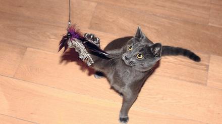 Wenn Katzen Jagderlebnisse ausleben dürfen, schont das potenzielle Beutetiere.