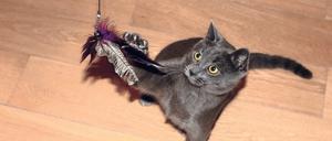 Wenn Katzen Jagderlebnisse ausleben dürfen, schont das potenzielle Beutetiere.