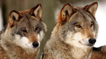 Dass der Wolf sich in Brandenburg weiter vermehrt, sehen vor allem Jäger kritisch.
