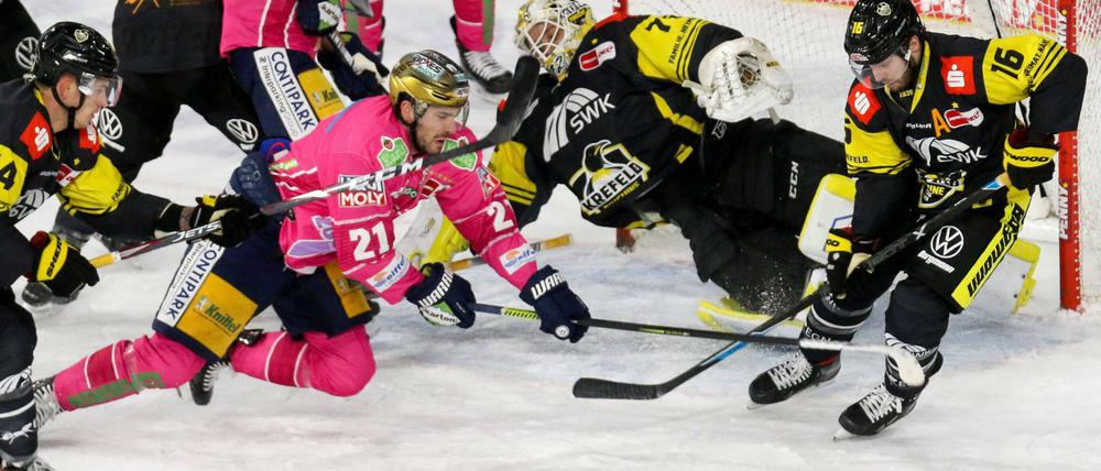 Pinguine in Panik. Es ging hoch her in Krefeld.