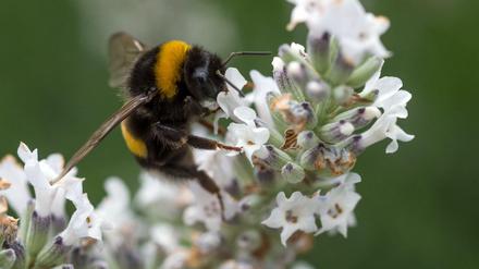 Seltener zu sehen: Die Zahl der Insekten, hier eine Hummel, sinkt seit Jahren. 