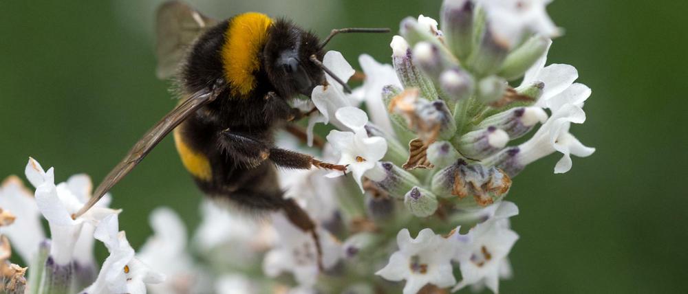 Seltener zu sehen: Die Zahl der Insekten, hier eine Hummel, sinkt seit Jahren.