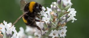 Seltener zu sehen: Die Zahl der Insekten, hier eine Hummel, sinkt seit Jahren. 