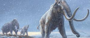 Das Steppenmammut gab es wahrscheinlich schon vor dem Wollhaarmammut.