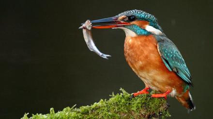 In den Tiefenwerder Wiesen jagen Eisvögel.