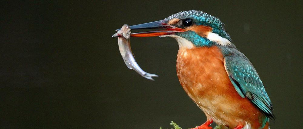 In den Tiefenwerder Wiesen jagen Eisvögel.