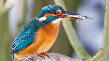Schnee und Eis können für den Eisvögel schwierig werden. Er jagt im Wasser. Wenn Gewässer vereist sind, findet er keine Beute.