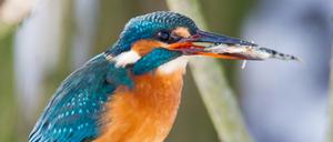 Schnee und Eis können für den Eisvögel schwierig werden. Er jagt im Wasser. Wenn Gewässer vereist sind, findet er keine Beute.