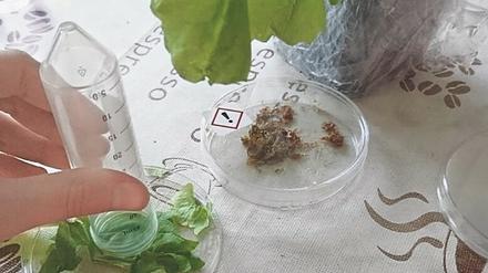 Die Teilnehmerinnen der Seminarreihe NATürlich experimentieren eigenständig und treffen sich online.