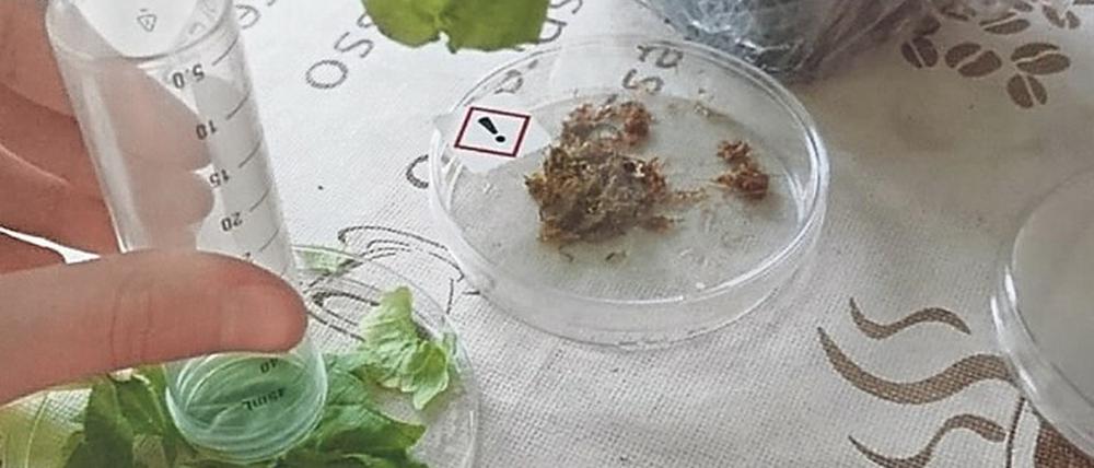 Die Teilnehmerinnen der Seminarreihe NATürlich experimentieren eigenständig und treffen sich online.