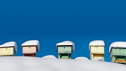Nicht stören! In der kalten Jahreszeit kugeln sich die Bienen zusammen.
