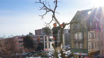 Die Bäume an der Pichelsdorfer Straße werden gefällt. Nach dem Buddeln im Untergrund kommt neues Grün.