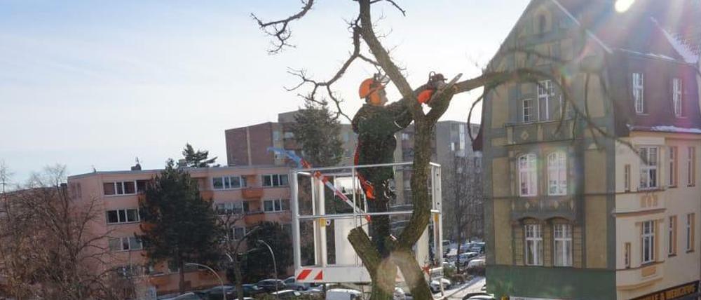Die Bäume an der Pichelsdorfer Straße werden gefällt. Nach dem Buddeln im Untergrund kommt neues Grün.