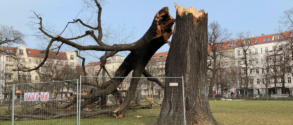Im Sommer wurde der Baum untersucht. Dabei wurden Pilzbefall durch den Lackporling und fortgeschrittene Fäule festgestellt.