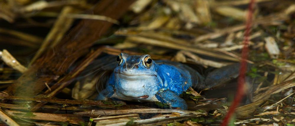 Ein blau gefärbter männlicher Moorfrosch (Rana arvalis) sitzt in einem Teich.